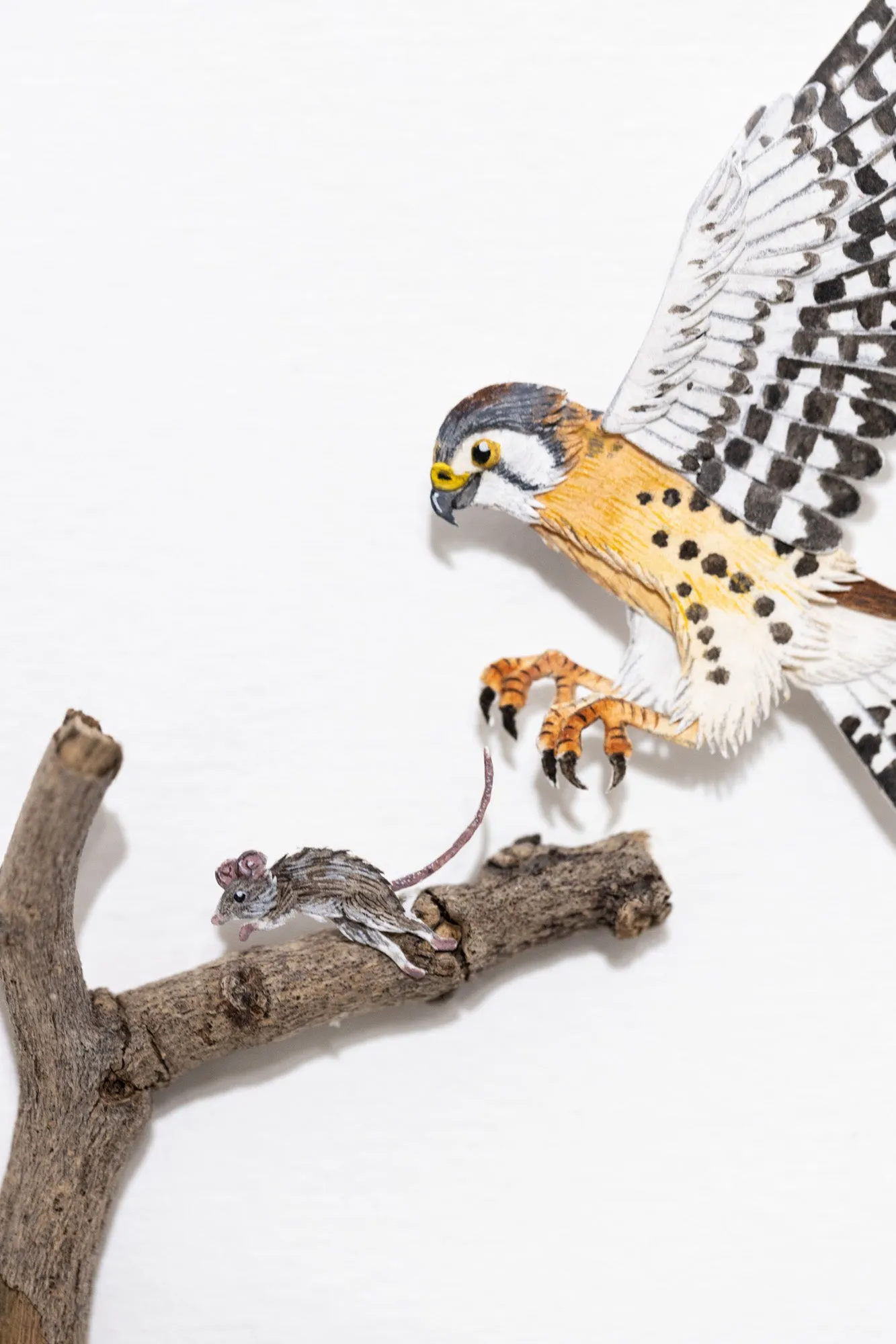 American Kestrel