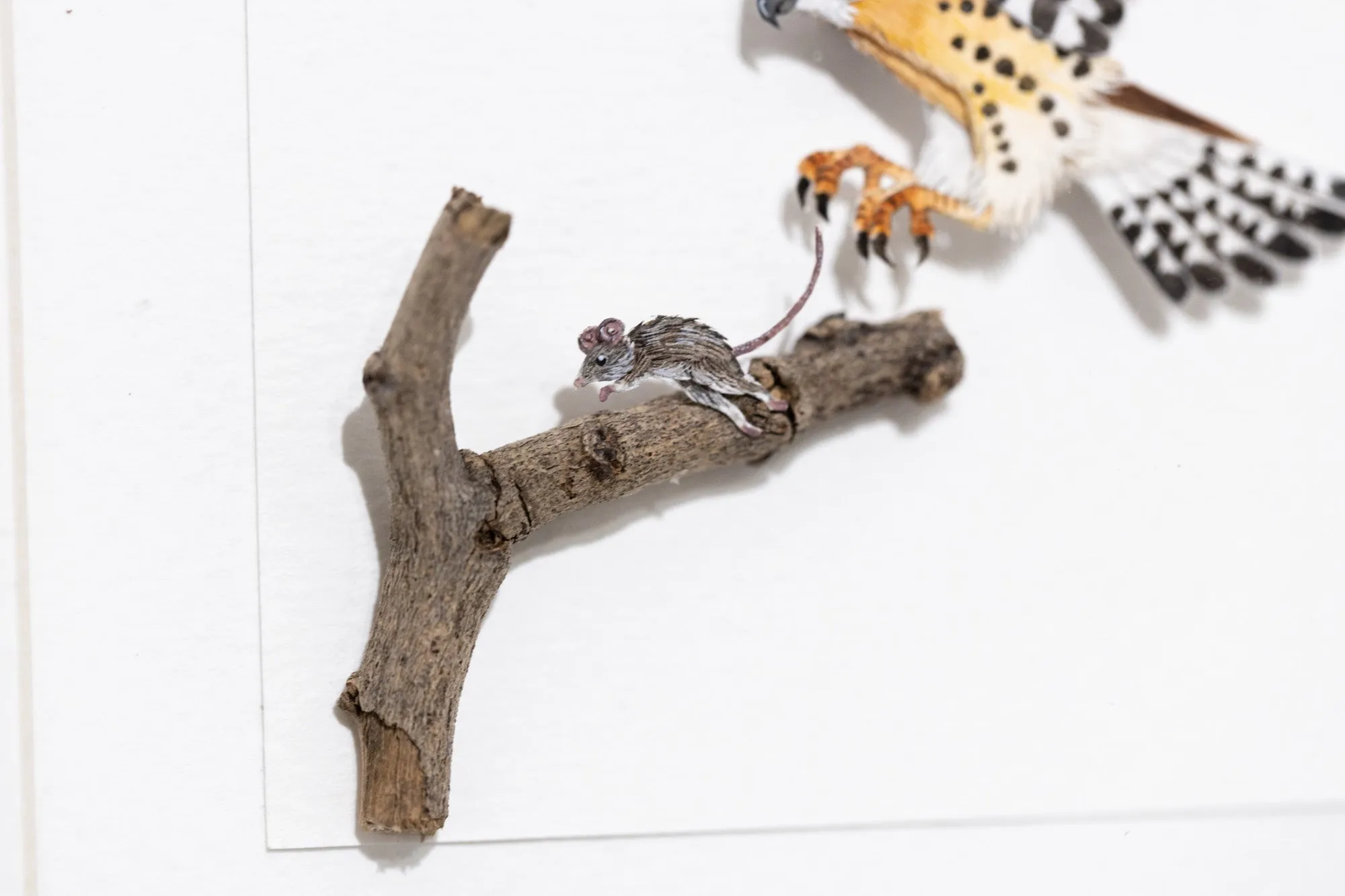 American Kestrel