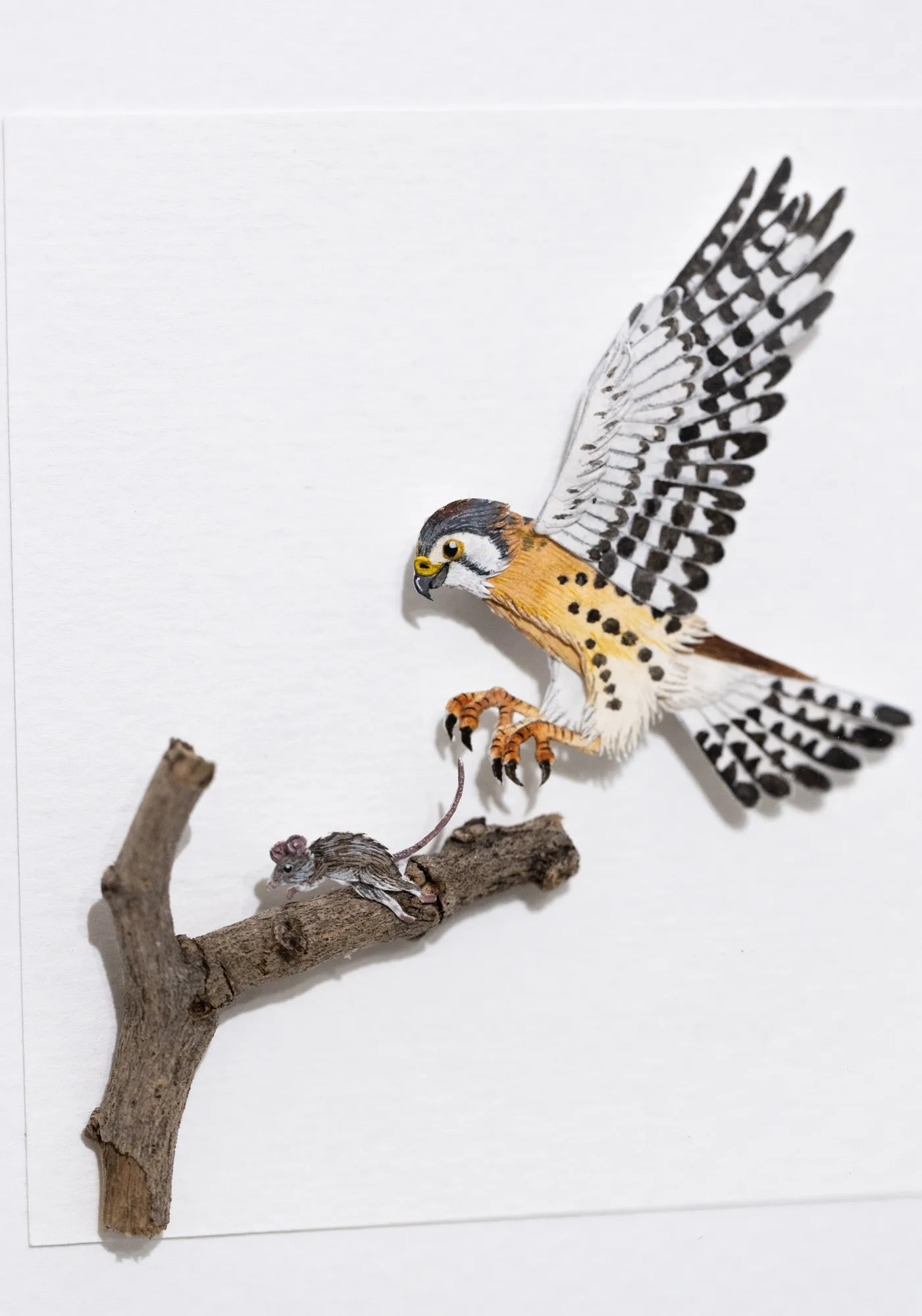 American Kestrel