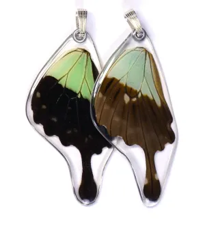 Butterfly wing pendant ONLY, Apple Green Swallowtail Butterfly, bottom wing