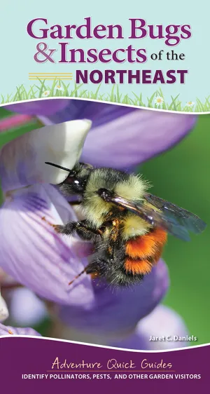 Garden Bugs and Insects of the Northeast