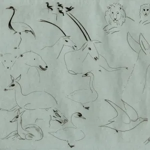 Miscellaneous Animals